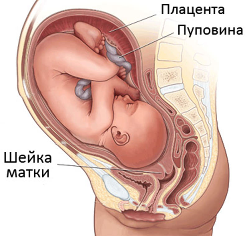 Как лечат шейку матки во время беременности Как лечат шейку матки во время беременности