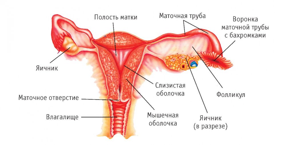 188 1 Зональная анатомия тела матки