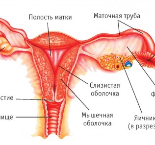 188 1 Зональная анатомия тела матки