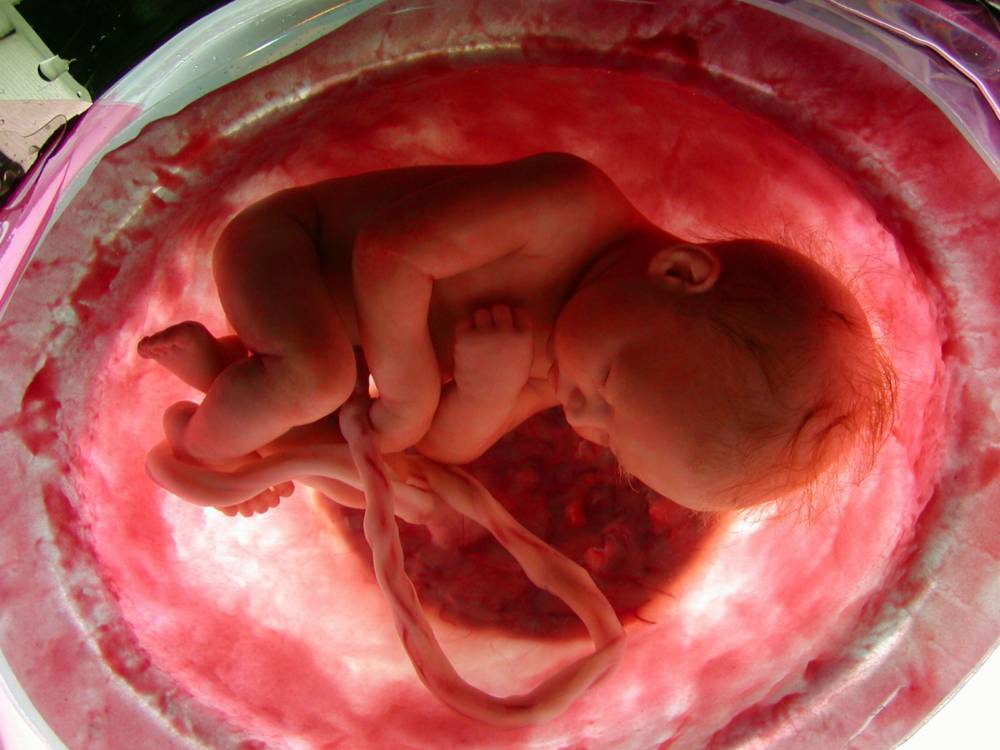 Behind the scenes- the model of a foetus in the womb.