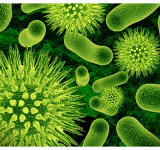 664 1 res Вирусы и бактерии