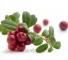 Cranberry Полезные блюда