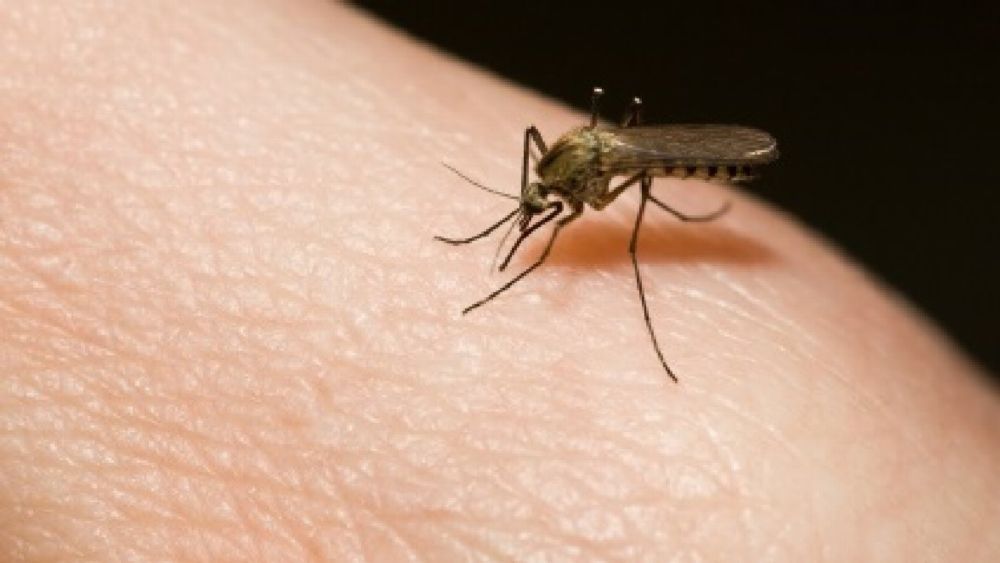 allergiya na ukusy komarov simptomy i lechenie Паразитарные болезни и укусы
