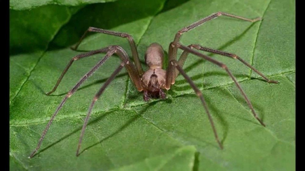 maxresdefault19 Укус коричневого паука-отшельника