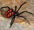 maxresdefault20 Укус паука «черная вдова»