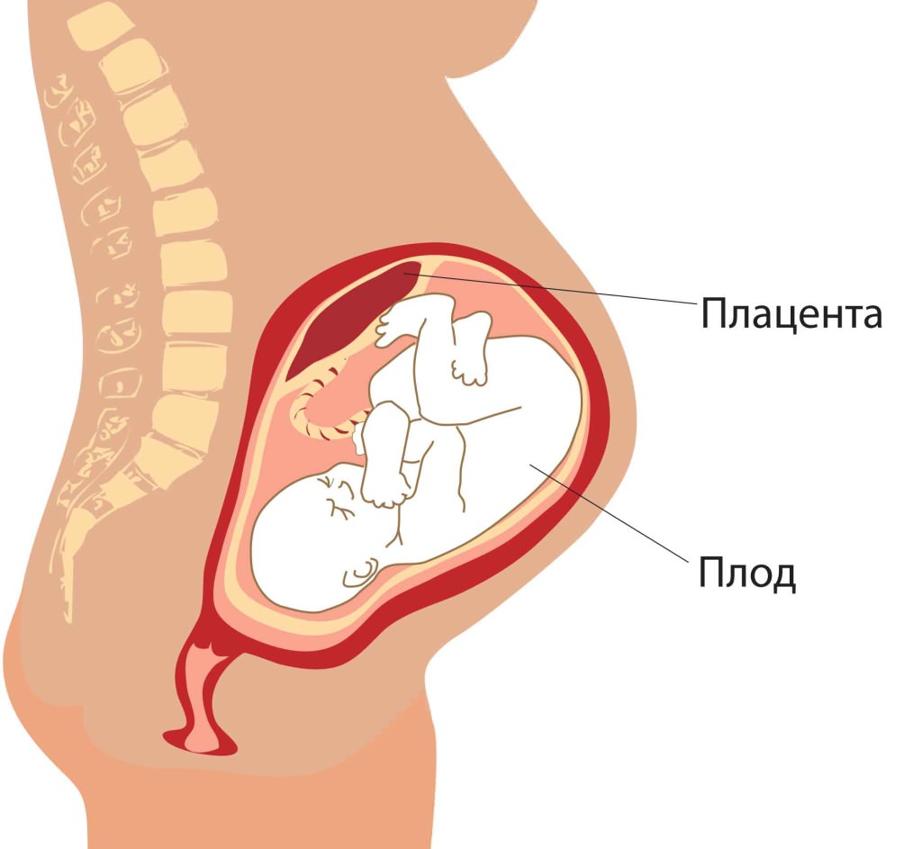 placenta2 Окончатая плацента