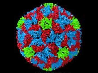 poliovirus Полиовирус