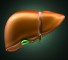 the pathogenesis of liver injury in patients with alleles Патогенез поражения печени у пациентов с аллелями