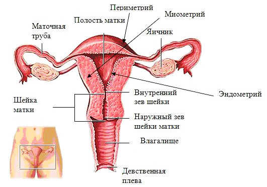 operations in the pathology of the vagina Операции при патологии влагалища
