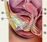 anatomicheskie anomalii stroeniya organov mochevoy sistemy Анатомические аномалии строения органов мочевой системы