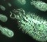 invazivnye mikroorganizmy Инвазивные микроорганизмы