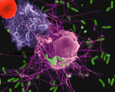 normalnye variatsii sily immunnogo otveta Нормальные вариации силы иммунного ответа