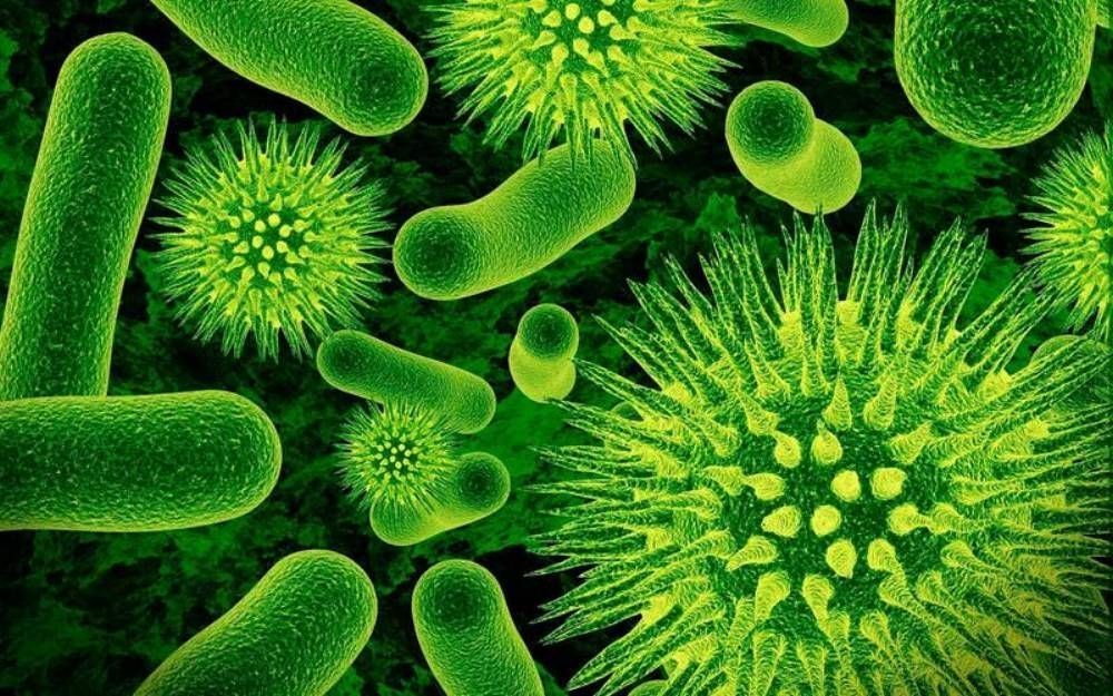 bacteria the world of living beings Бактерии: мир невидимых живых существ