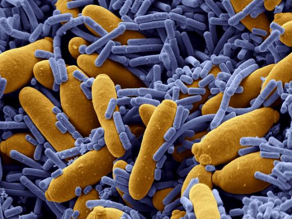 microbes against microbes Микробы против микробов