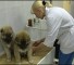 the creation of a vaccine against rabies Создание вакцины против бешенства