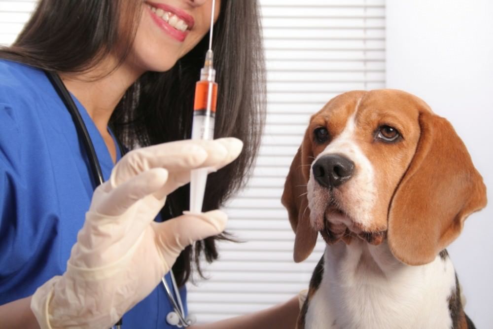 veterinary and sanitary measures Ветеринарные и санитарные меры