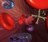 brief views on the mechanism of coagulation of a blood Краткие представления о механизме коагуляции крови