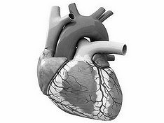 calcium in the coronary arteries Кальций в коронарных артериях