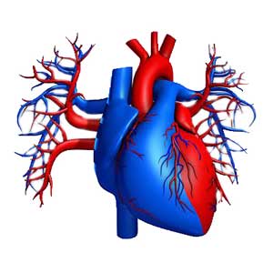 delivery of the vector in the cardiovascular system Доставка вектора в сердечно-сосудистую систему