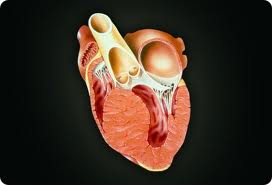 hypertrophic cardiomyopathy Гипертрофическая кардиомиопатия