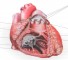 right ventricle Правый желудочек