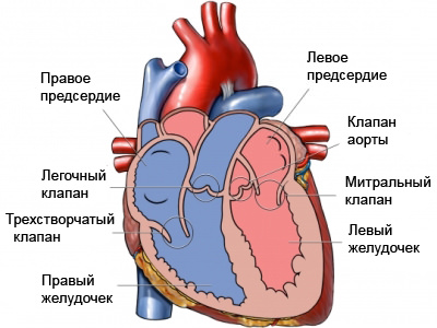 the function of the left ventricle Функция левого желудочка