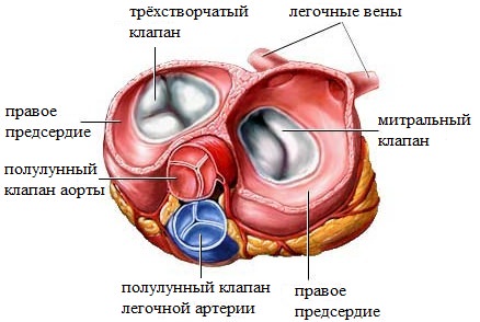 the law of the heart of starling Закон сердца Старлинга