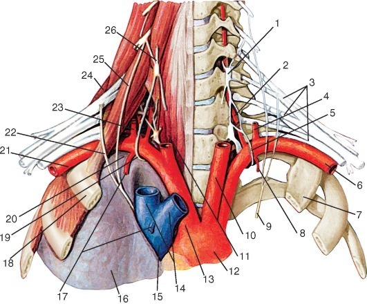the left subclavian artery Левая подключичная артерия