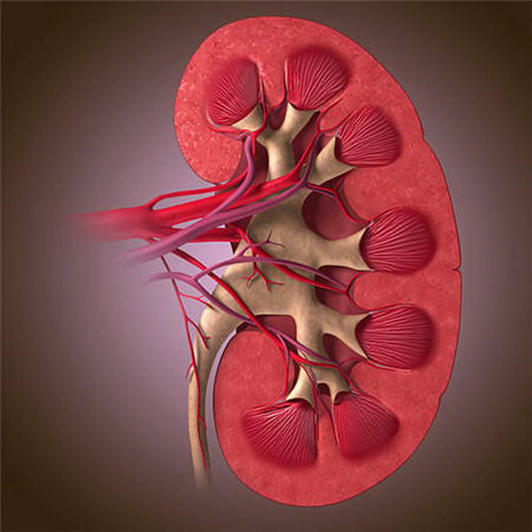 the prevalence of ischemic kidney disease Распространенность ишемической болезни почек