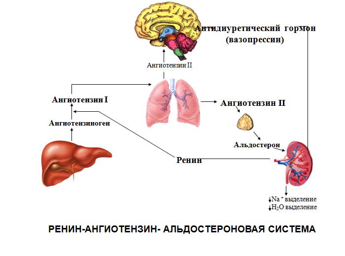 the renin angiotensin system Ренин-ангиотензиновая система