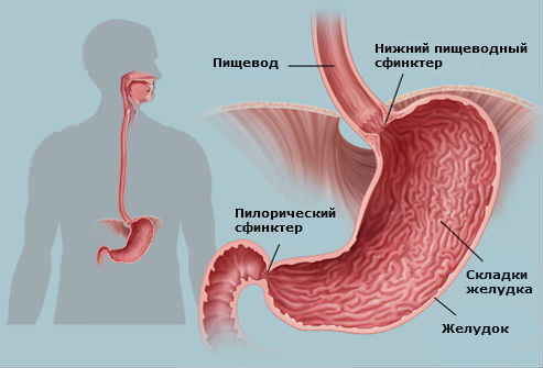 muscular layer of the esophagus Мышечный слой пищевода