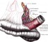 the direction of the intestinal loops Направление кишечной петли