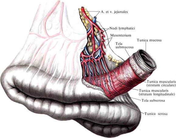 the direction of the intestinal loops Направление кишечной петли