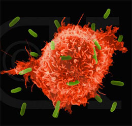 the specific immune response Специфические иммунные реакции