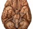 cranial nerves Черепные нервы