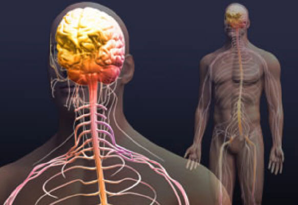 operations on the autonomic nervous system Операции на вегетативной нервной системе