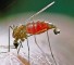 chemoprophylaxis of malaria Химиопрофилактика малярии