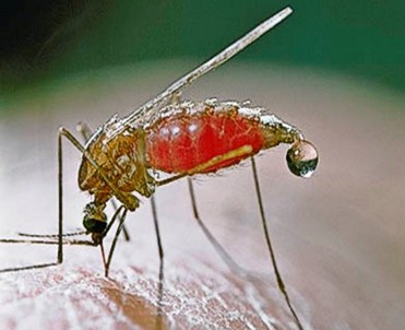 Химиопрофилактика малярии