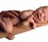 the circulation of the fetus and newborn Кровообращение плода и новорожденного