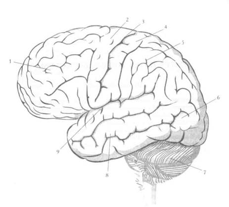 violations of differentiation and growth of the cerebral hemispheres Нарушения дифференцировки и роста полушарий головного мозга
