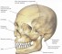 x ray characterization of deformation of the facial skull Рентгенологическая характеристика деформаций лицевого черепа