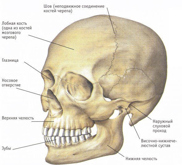 Рентгенологическая характеристика деформаций лицевого черепа
