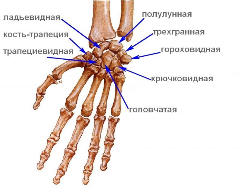 radiography of the wrist joint Рентгенография лучезапястного сустава
