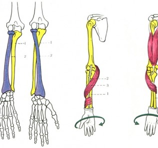 x rays of the bones of the forearm Рентгенография костей предплечья