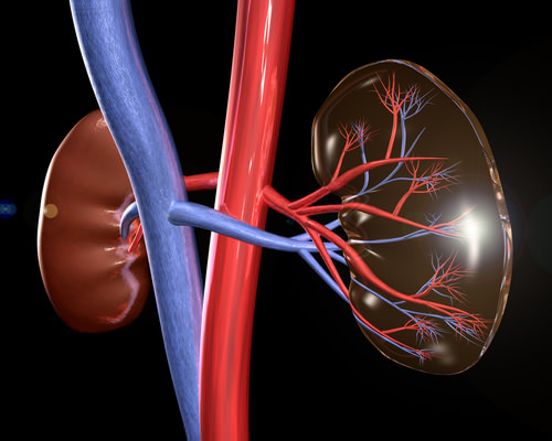 anomalies of vessels of a kidney Аномалии сосудов почки