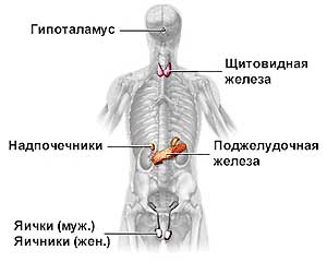 endokrinnaya sistema Эндокринная система