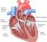 anatomy of the left ventricle Анатомия левого желудочка