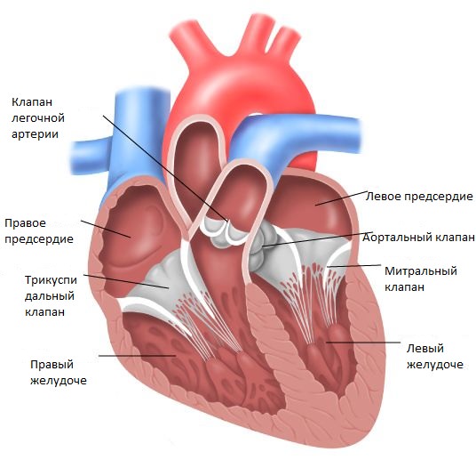 anatomy of the left ventricle Анатомия левого желудочка