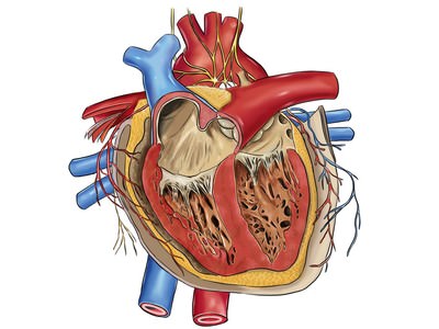 assessment of acute aortic regurgitation Оценка острой аортальной регургитации